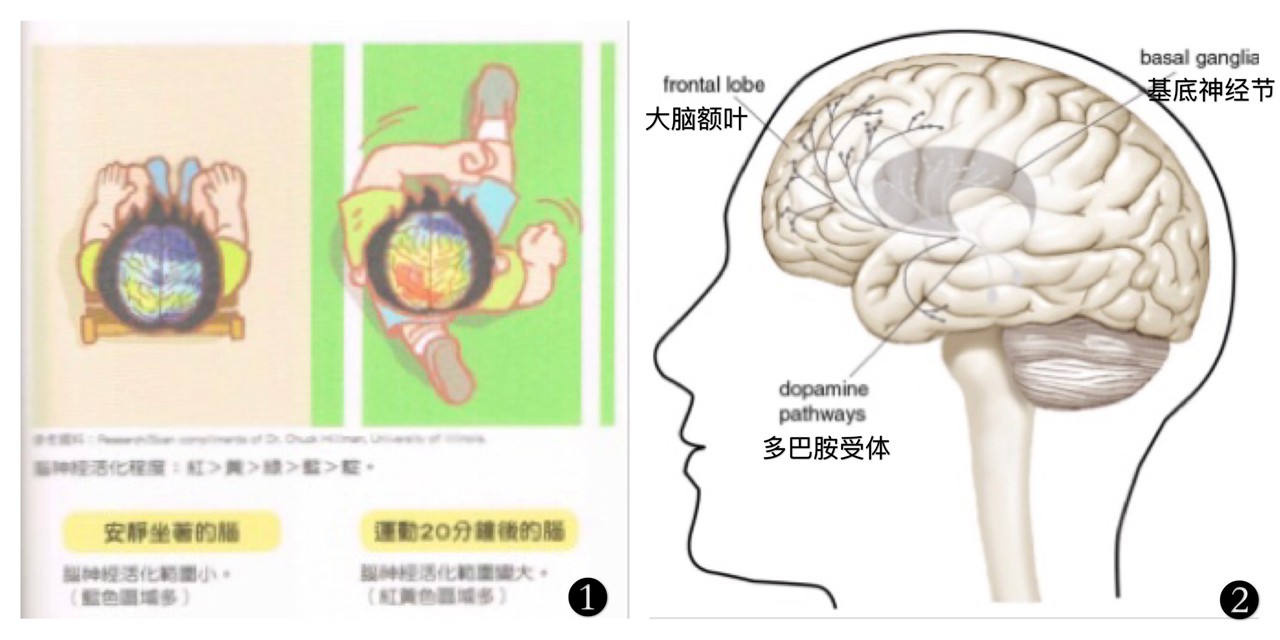 ①运动与否的脑神经活化范围对比：左为安静坐着的脑，脑神经活化范围小（蓝色区域多）；右为运动20分钟后的脑，脑神经活化范围变大（红黄色区域多） ②脑的部分结构.jpg